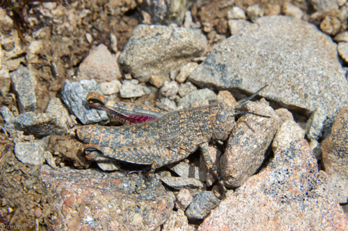 Sigaus nivalis photo 4