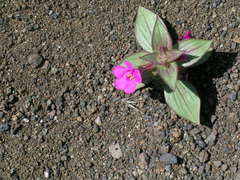 Diplacus cusickioides