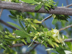 Diospyros austro-africana