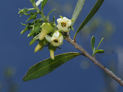 Diospyros austro-africana