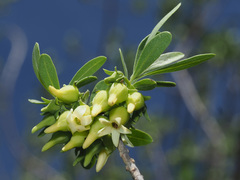 Diospyros austro-africana