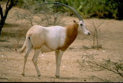 Oryx