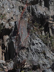 Gasteria brachyphylla