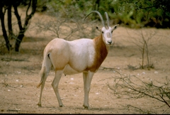 Oryx