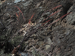 Gasteria brachyphylla