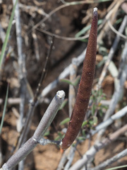 Ceropegia zeyheri