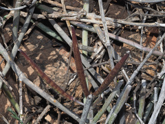 Ceropegia zeyheri