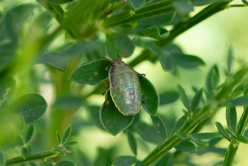 Gorse Shield Bug