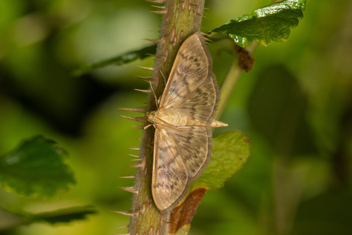 Dilgėlinis ugniukas nuotrauka