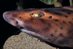 Swell Shark photo 2