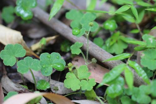 Hydrocotyle bowlesioides