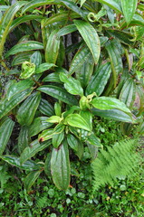 Miconia robinsoniana