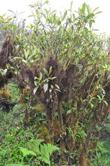 Miconia robinsoniana
