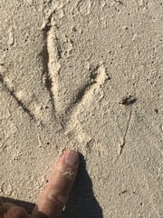 Pelecanidae