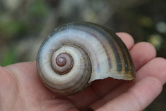 Pomacea paludosa