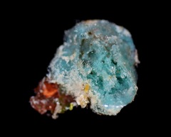 Haliclona caerulea