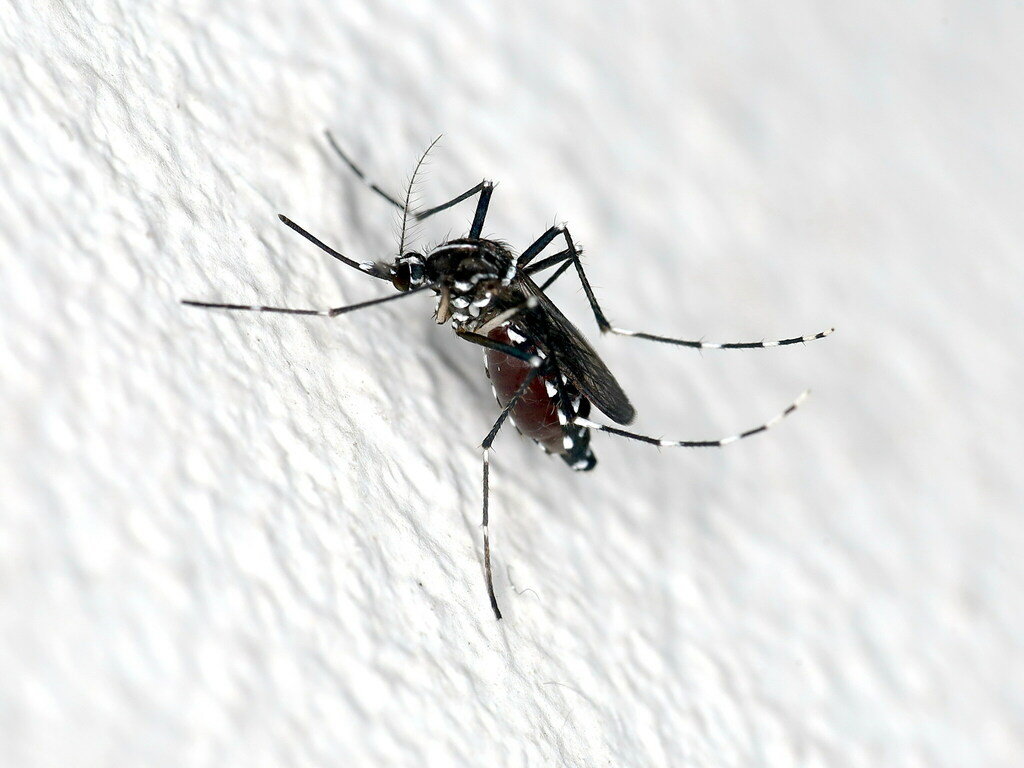 Asian tiger mosquito (Aedes albopictus)
