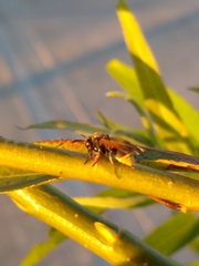 Brachygastra