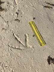 Pelecanidae