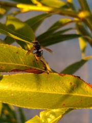 Brachygastra