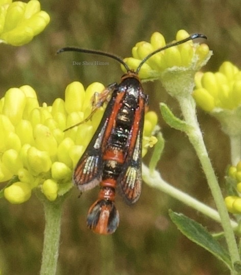 Buckwheat Root Borer Moth from Rogue River-Siskiyou National Forest ...