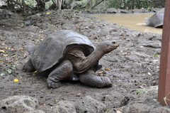 Chelonoidis niger chathamensis