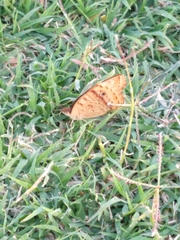 Junonia genoveva hilaris