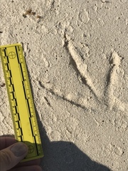 Pelecanidae