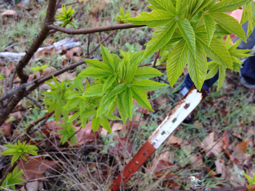 iNaturalist observation photo of California buckeye