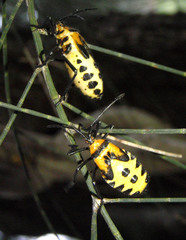 Sephina