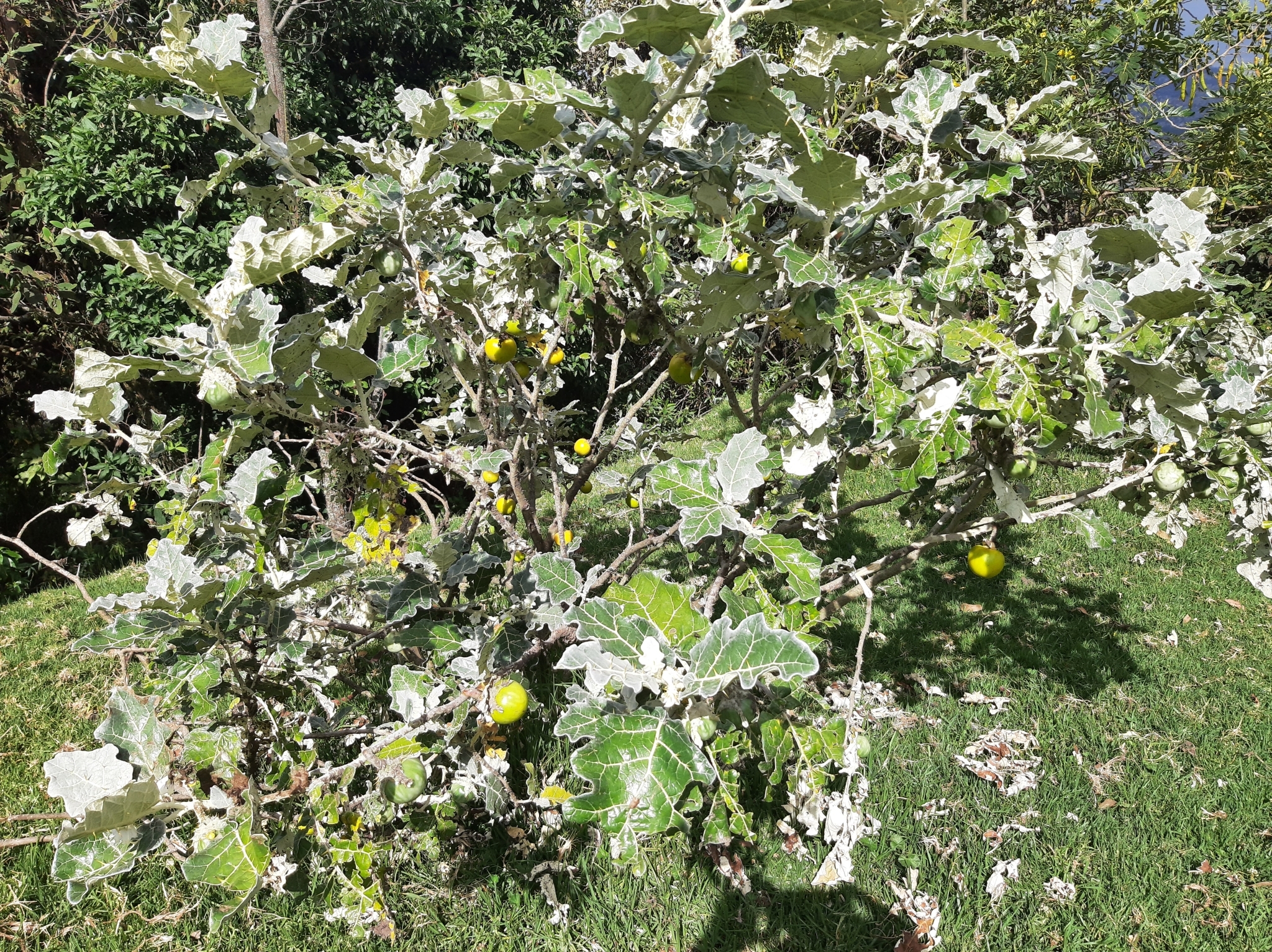 Solanum marginatum image