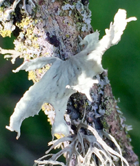 Ramalina canariensis