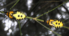 Sephina