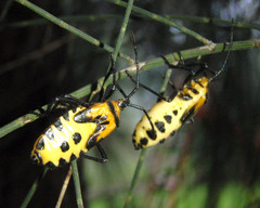 Sephina