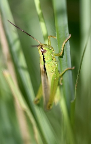 Mecostethus parapleurus