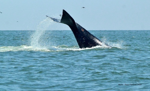 North Pacific Right Whale
