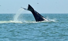 North Pacific Right Whale photo 4