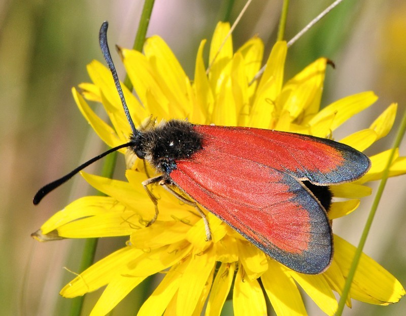 Zygaena rubicundus