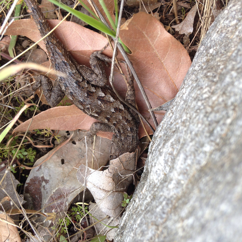 iNaturalist observation photo of Western Fence Lizard