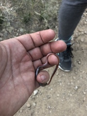 Tantilla hobartsmithi