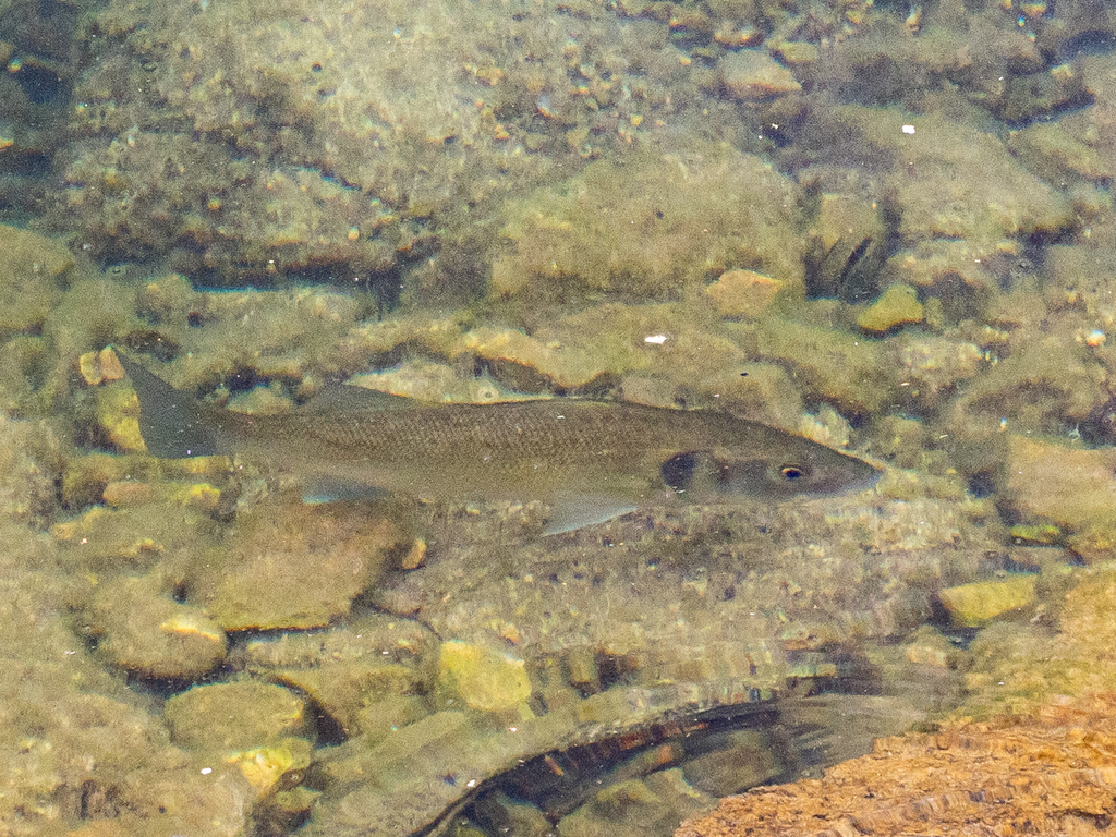 European Seabass from Šibenik, HR-SB, HR on July 25, 2023 at 02:56 PM ...