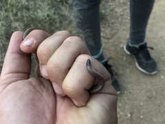 Tantilla hobartsmithi