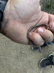 Tantilla hobartsmithi