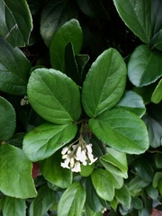 Viburnum suspensum