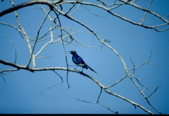 Lamprotornis caudatus
