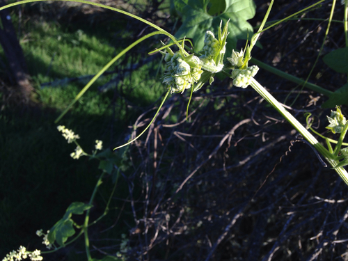 iNaturalist observation photo of Dicots