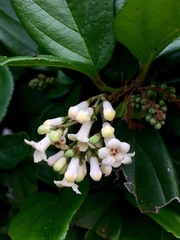 Viburnum suspensum