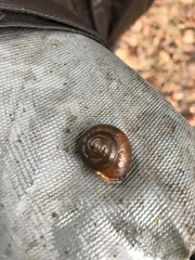 Allogona ptychophora