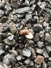 Allogona ptychophora