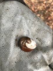 Allogona ptychophora